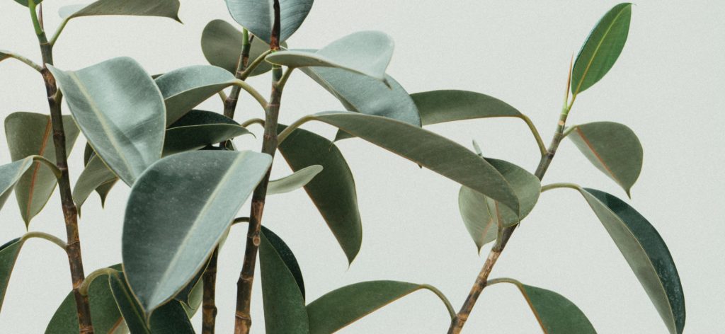Health Benefits of Eucalyptus
