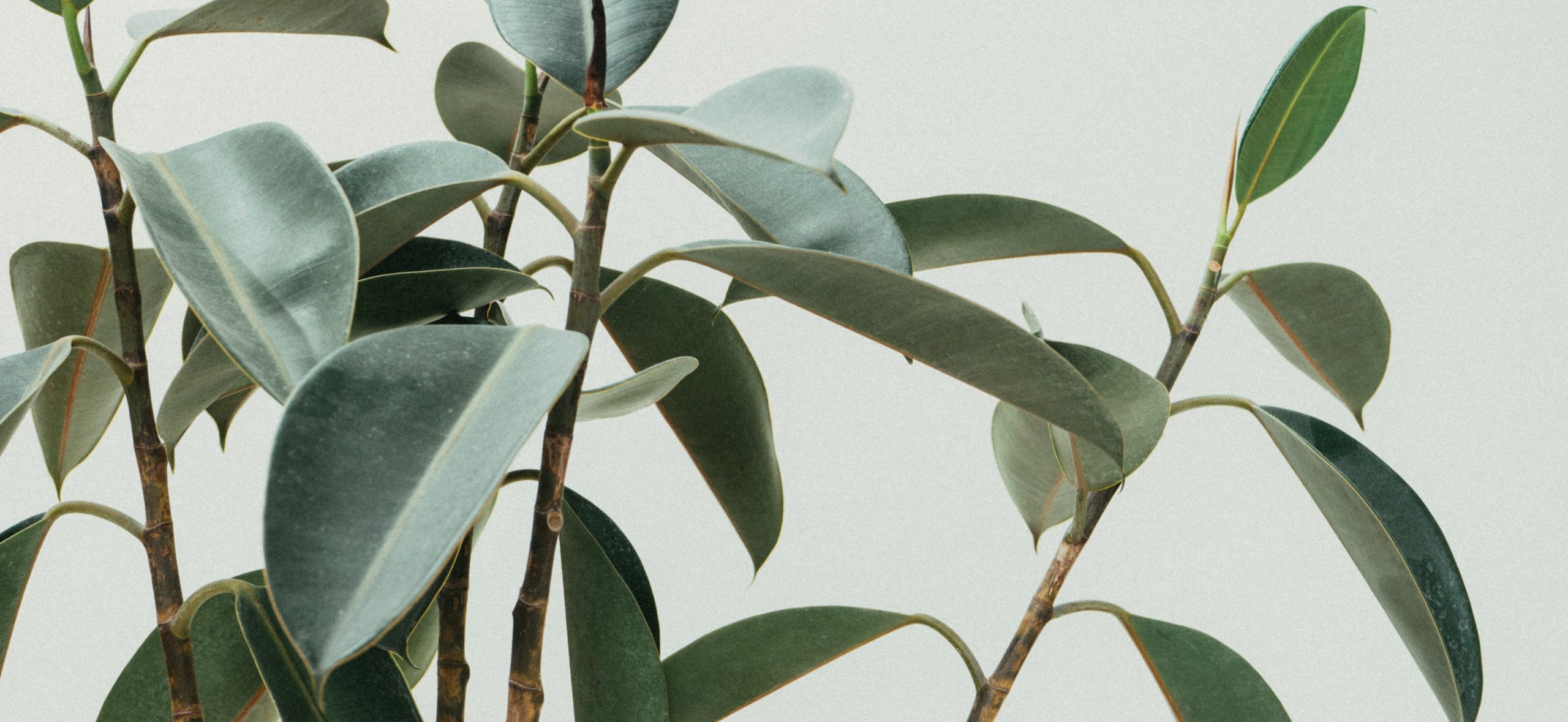 Health Benefits of Eucalyptus